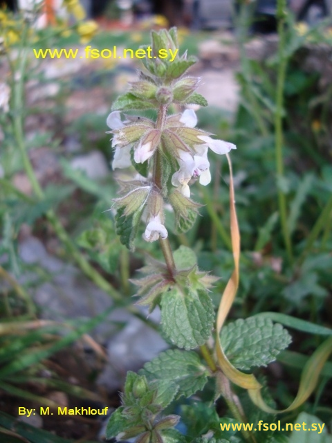 Stachys arvensis (L.) L.